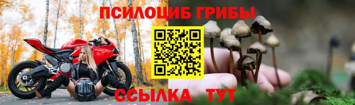 Татарск  Галлюциногенные грибы Psilocybe  Вход с VPN 